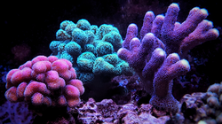 Stylophora Coral (Stylophora sp.)
