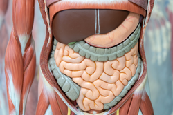 Human digestive system model in the laboratory for education model anatomy and physiology.
