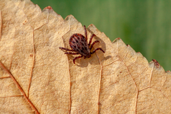 A true ixodid mite blood sucking parasite carrying the acarid disease sits on a On a leaf of grass in the field on a hot summer day, hunting in anticipation of the victim