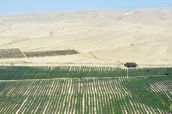 Desert farming irrigation in the Negev, Israel. No people. Copy space