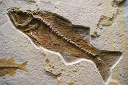 Fossil Of A Ocean Life 